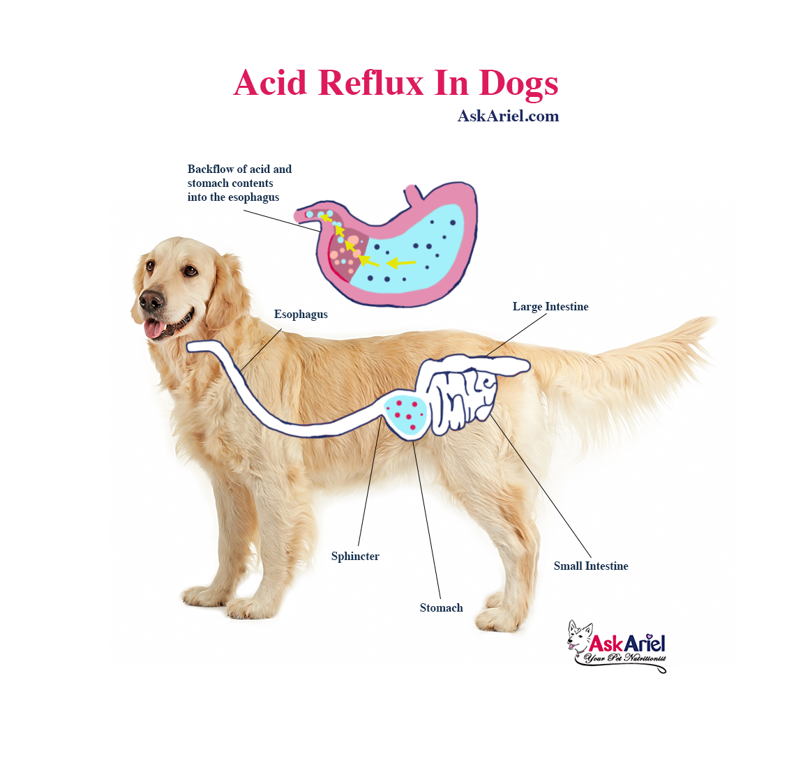 can dogs take antacids