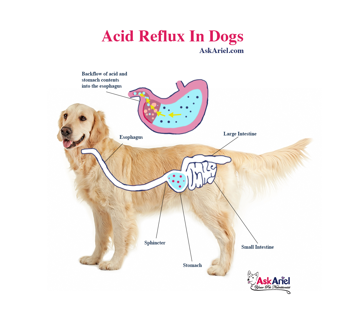 How To Reduce Acid Reflux In Dogs OKRiddle