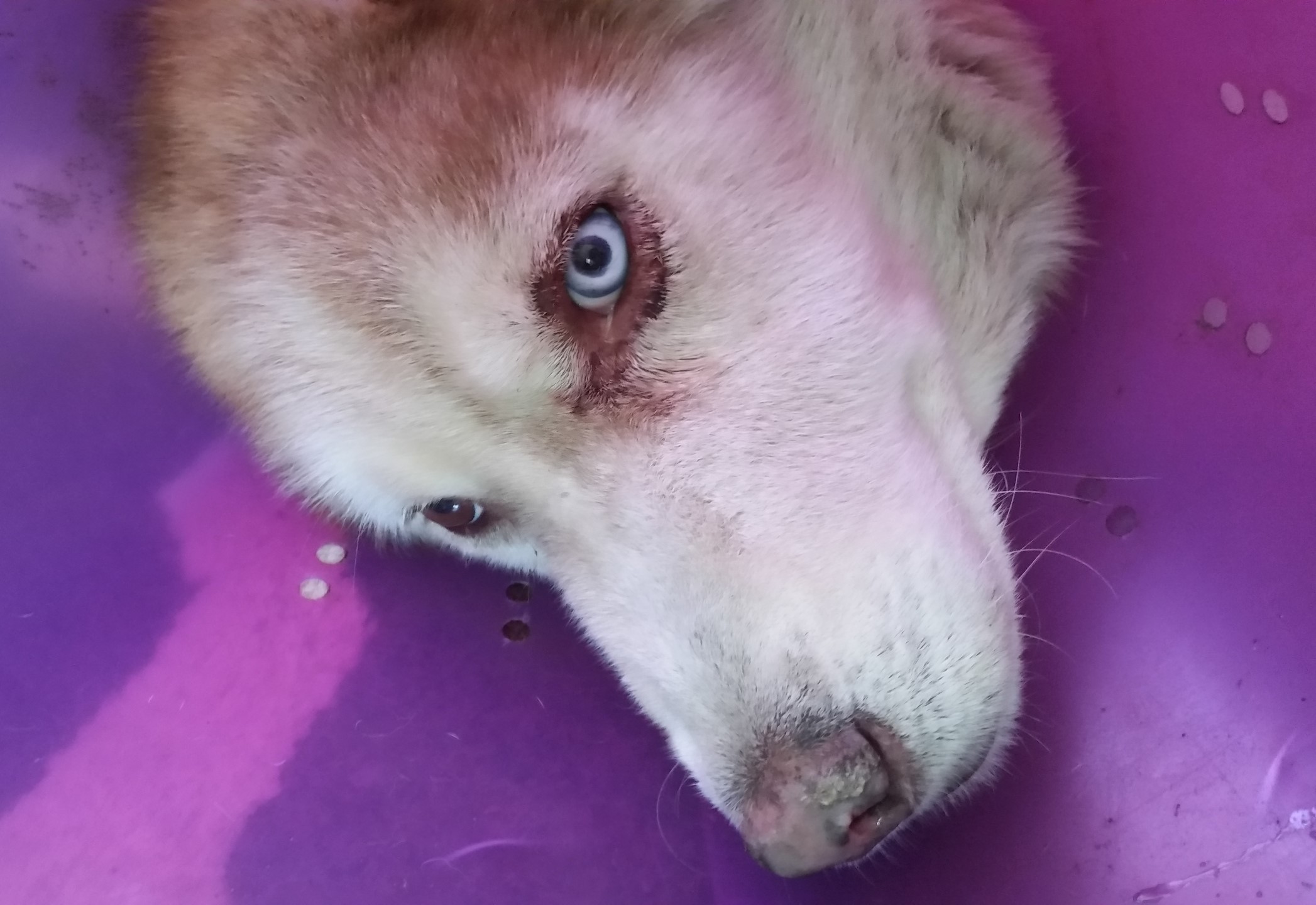 husky dog with discoid lupus erythematosus nose crusting and inflamed eye ulcers lesions