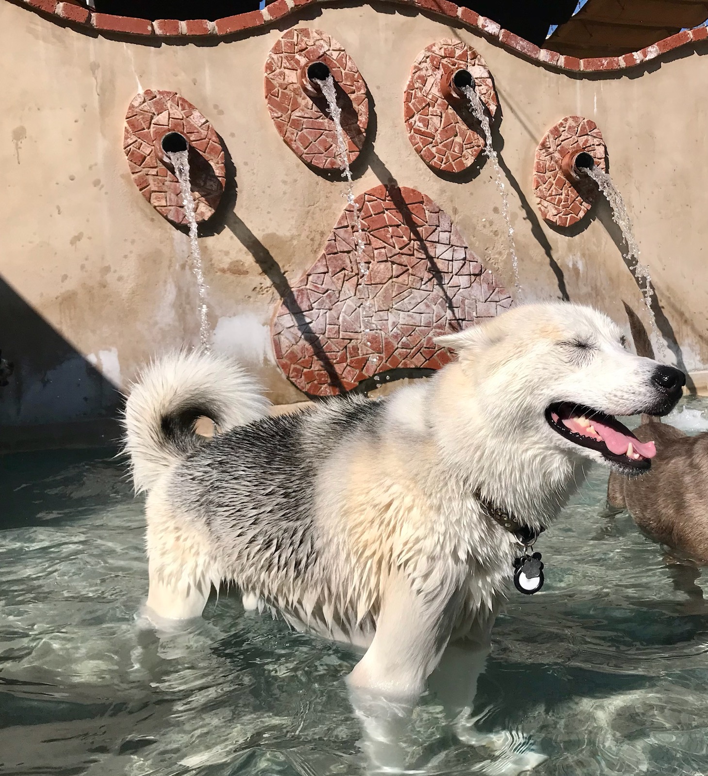 dog in pool with yeast odor