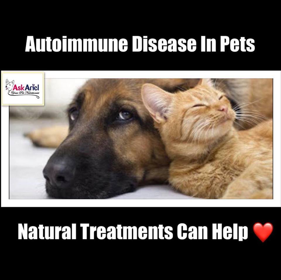 treating-autoimmune-disease-in-pets-autoimmune-health