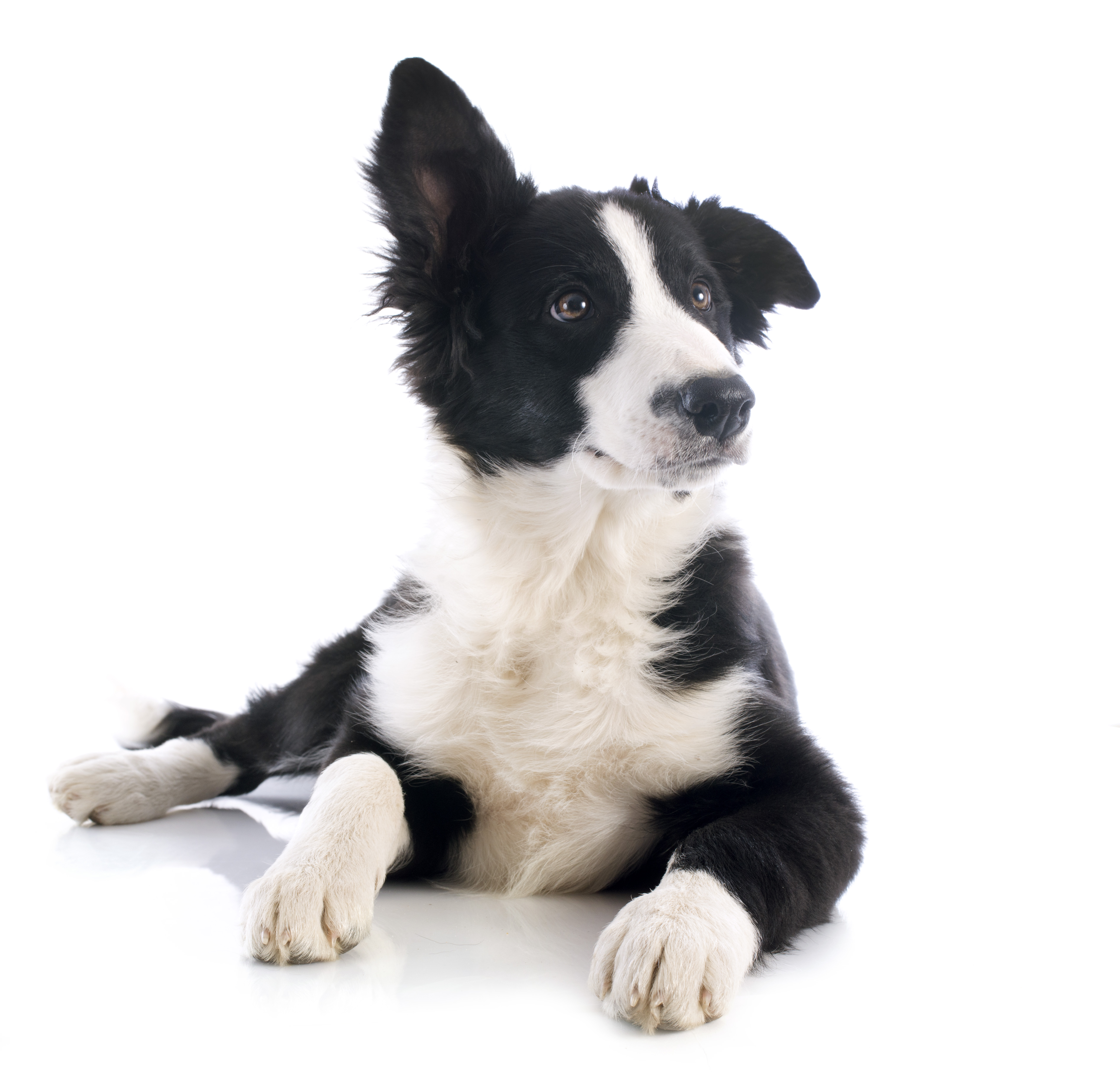 can allergies cause acid reflux in dogs