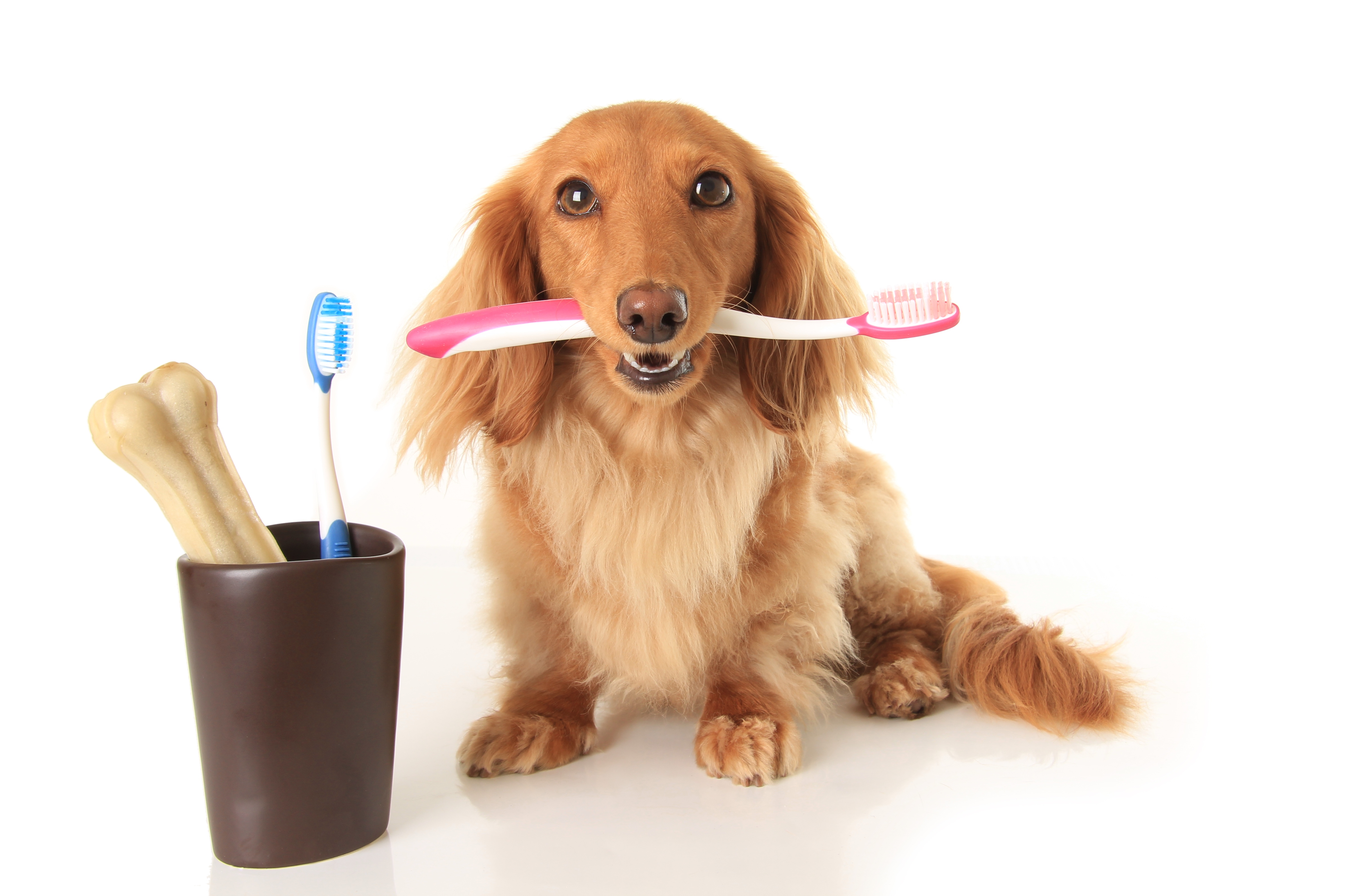 can stomach problems cause bad breath in dogs