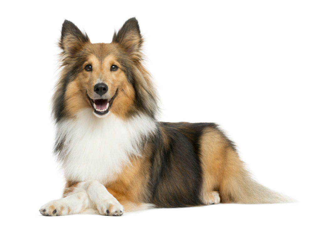 sheltie seizures