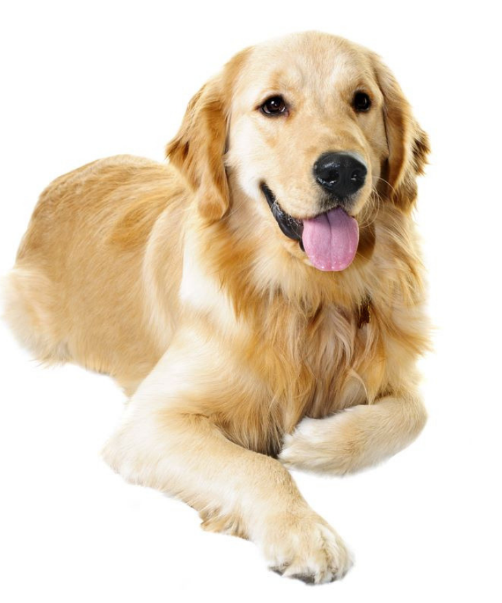 holistic canine lymphoma care