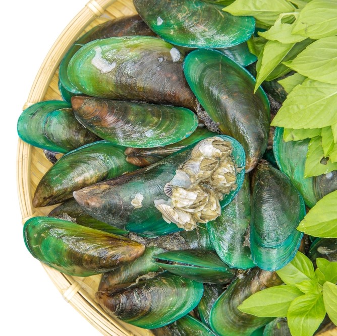 green lipped mussels for dogs and cats