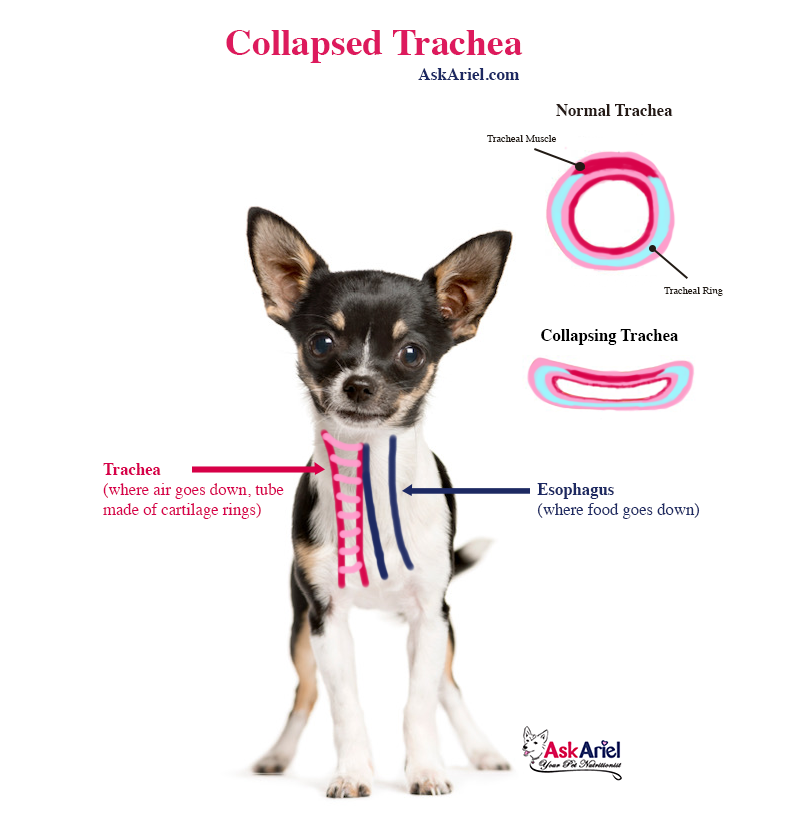 Treatment for Collapsed Trachea in Dogs Tracheal Collapse Supplements