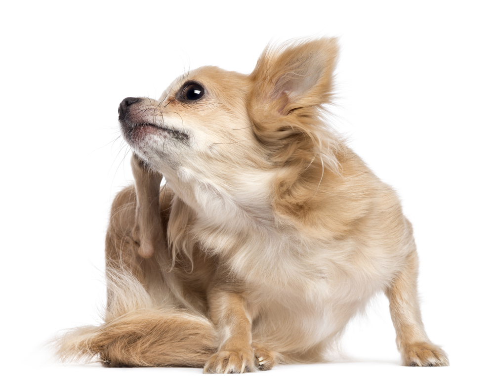 is quercetin good for dogs