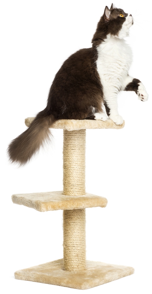 cat with arthritis climbing in a cat tree