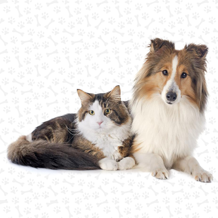 Kidney Supplements For Dogs And Cats