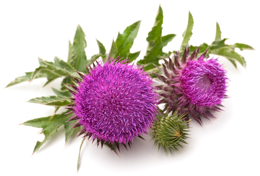 is milk thistle good for dogs with liver disease