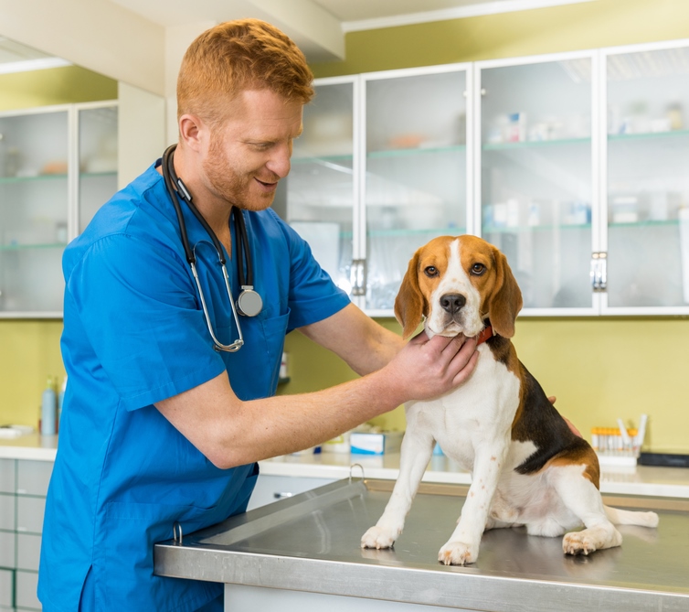 How To Prevent Long-Term Side Effects of Giardia in Dogs