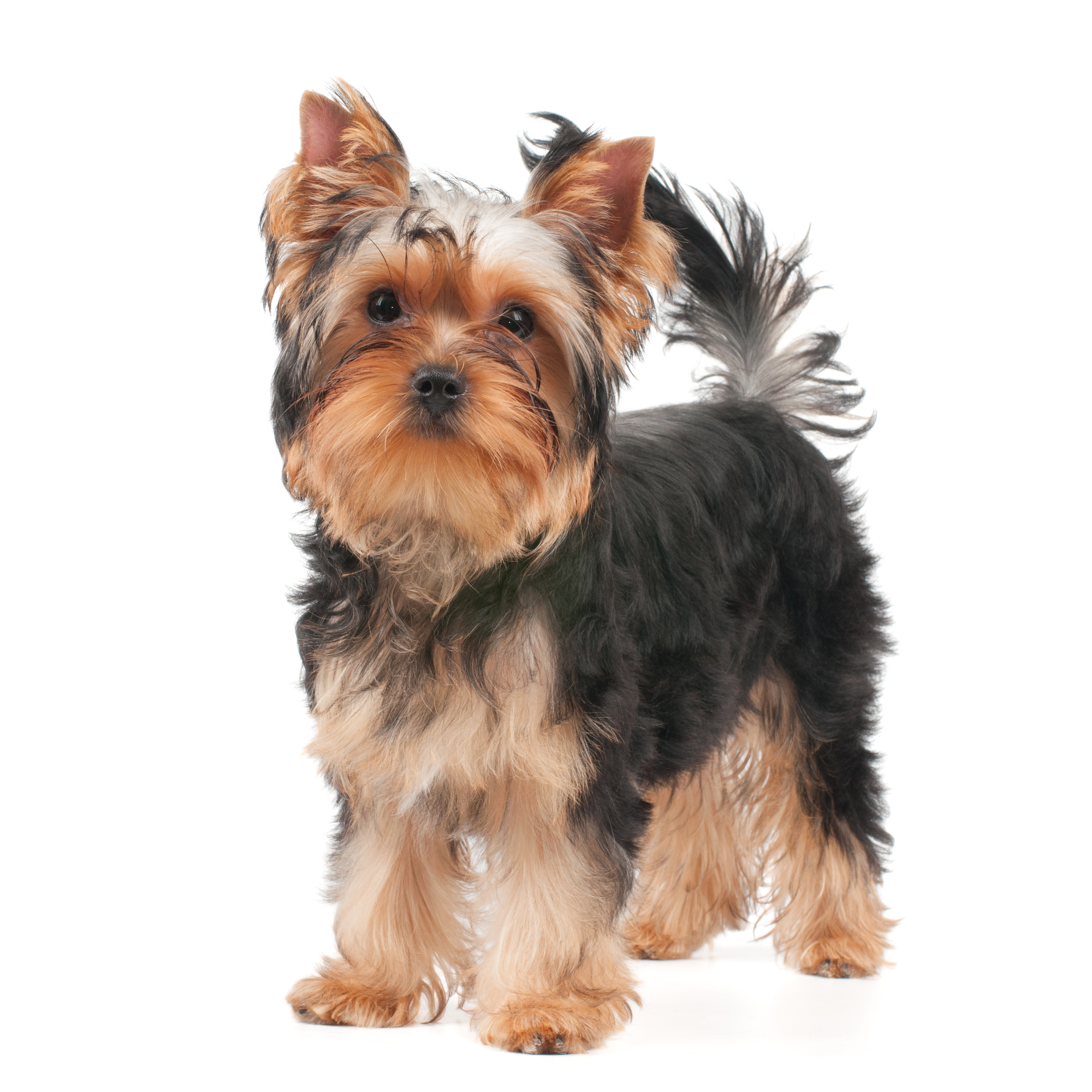 yorkie pancreatitis diet